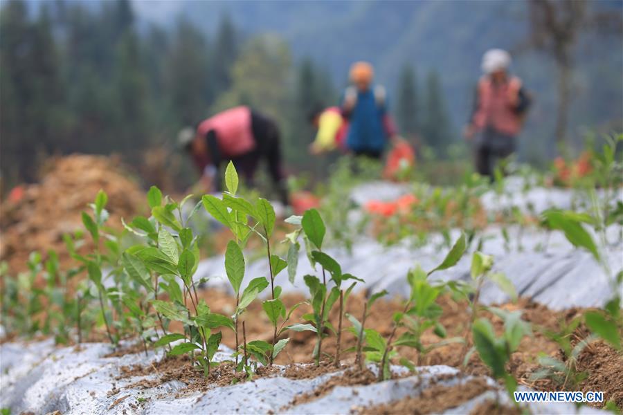 CHINA-HUNAN-TEA PLANTATION (CN)