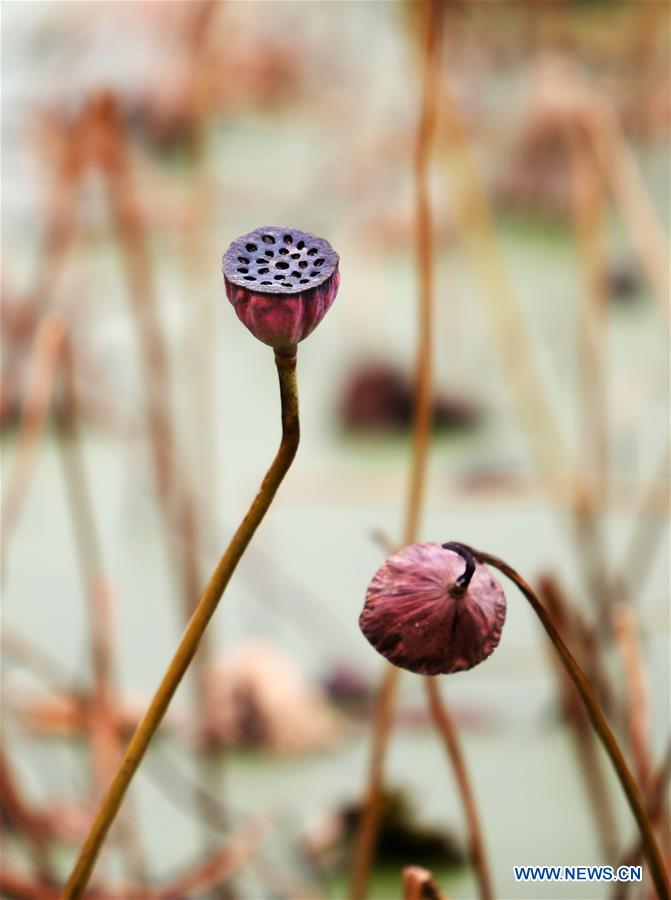 #CHINA-SHANDONG-WITHERED LOTUS (CN)