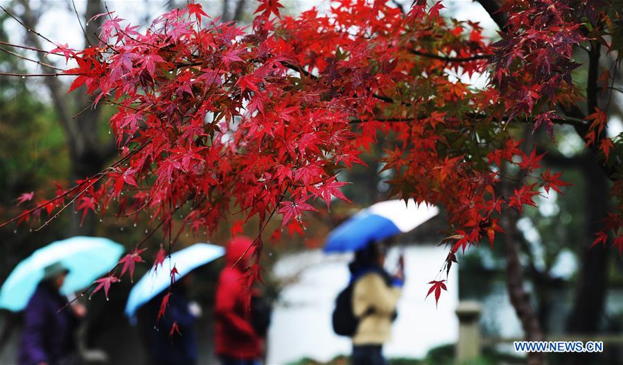 #CHINA-JIANGSU-MAPLE-SCENERY (CN)