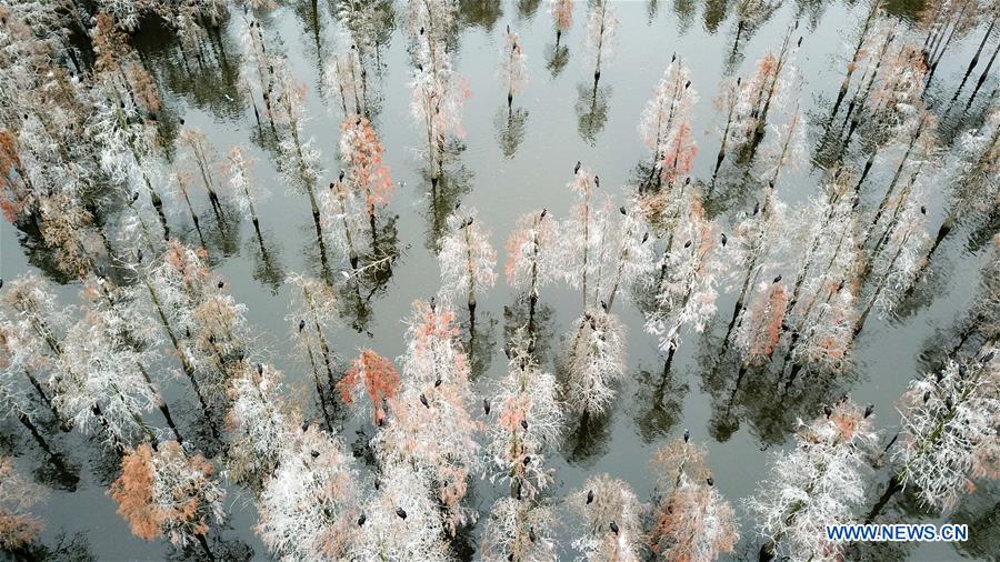 CHINA-ANHUI-LAI'AN-POND CYPRESS-SCENERY (CN)