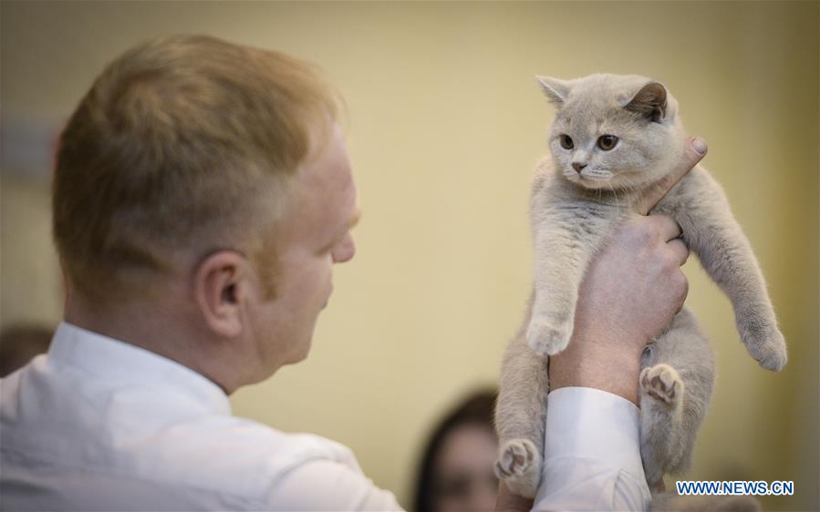 POLAND-WARSAW-CAT SHOW