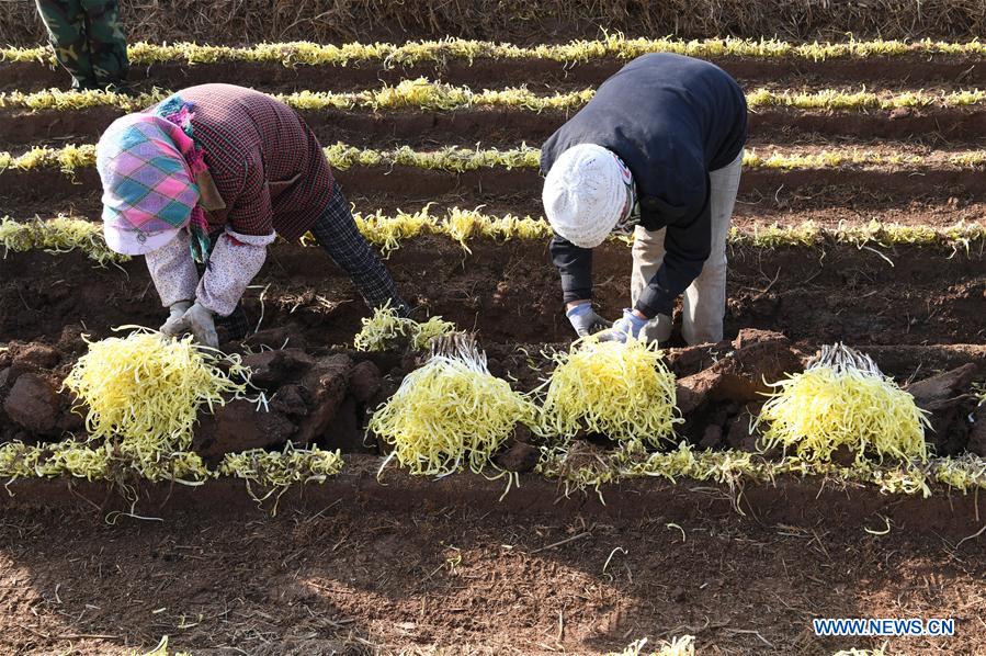 CHINA-GANSU-CHIVE-HARVEST (CN)