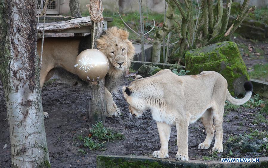 BRITAIN-LONDON-ZSL LONDON ZOO-CHRISTMAS TREAT