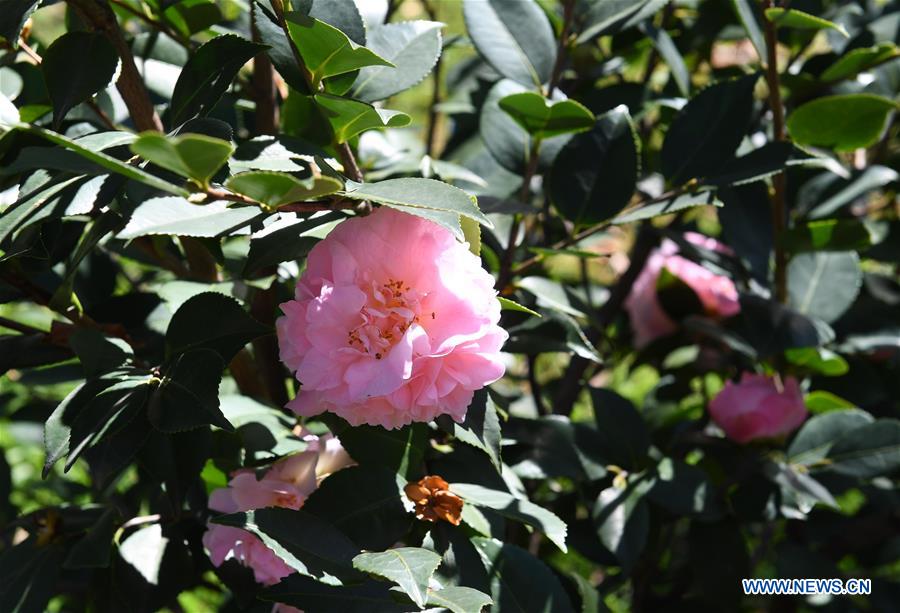 CHINA-YUNNAN-KUNMING-FLOWER BLOSSOM (CN)