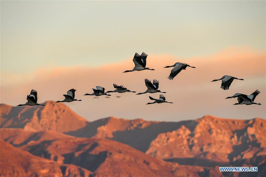 CHINA-LHASA-BLACK-NECKED CRANES (CN)