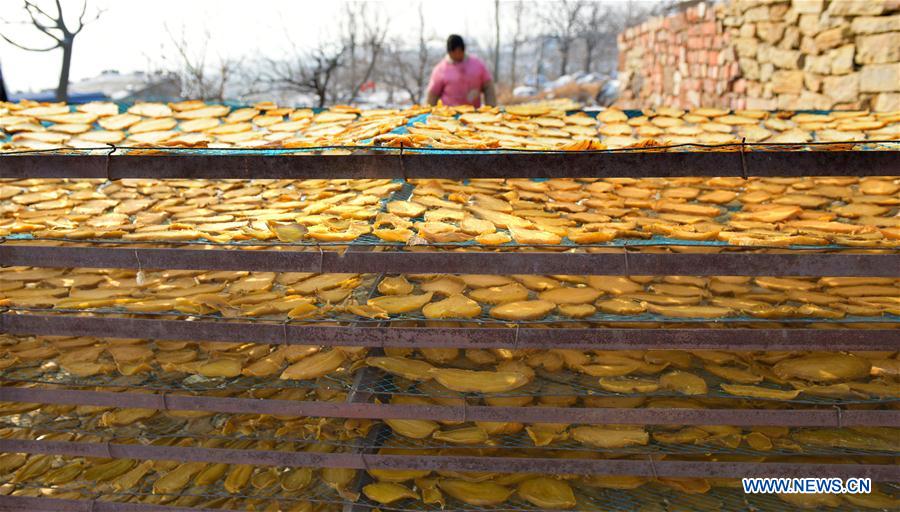 CHINA-SHANDONG-ZAOZHUANG-DRIED SWEET POTATO (CN)