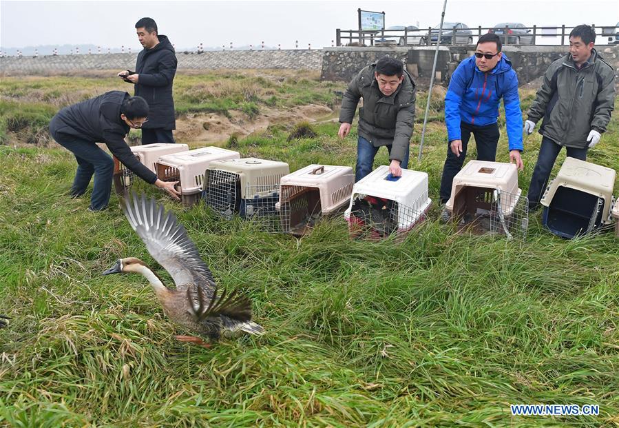 CHINA-JIANGXI-MIGRANT BIRDS-RELEASE (CN)