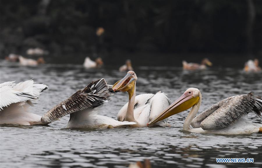 CHINA-HAINAN-HAIKOU-PELICANS-WINTER (CN)