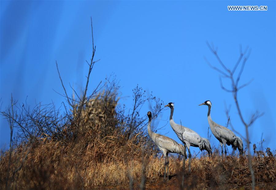 CHINA-GUIZHOU-WEINING-MIGRATORY BIRDS (CN)