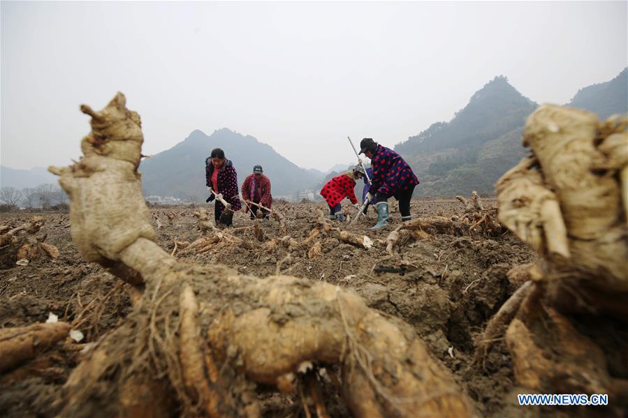 #CHINA-HUNAN-ZHANGJIAJIE-AGRICULTURE (CN)