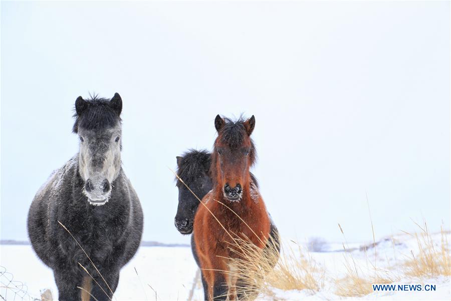 #CHINA-GANSU-ZHANGYE-HORSE (CN)