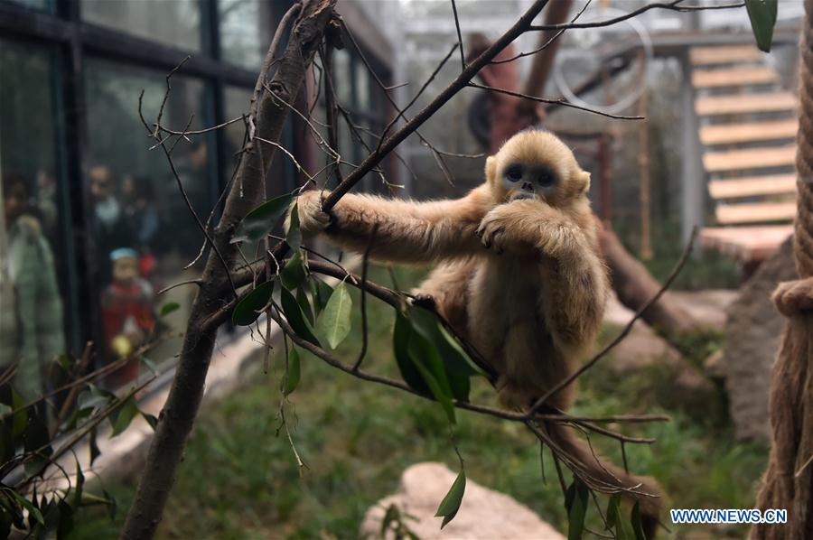 CHINA-CHONGQING-GOLDEN SNUB-NOSED MONKEY (CN)