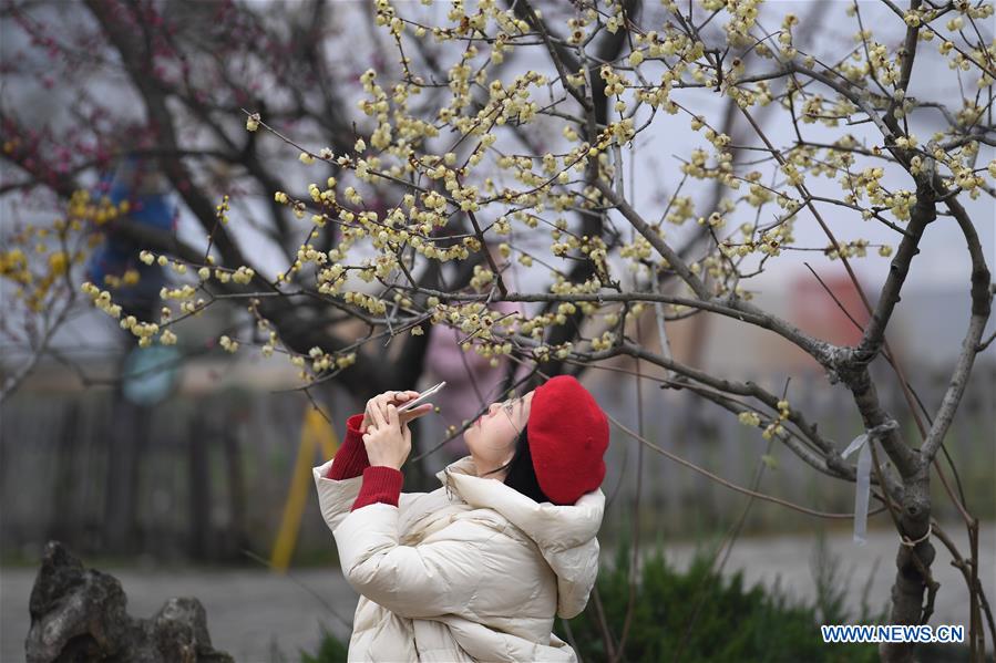 CHINA-HEFEI-PLUM BLOSSOM (CN)