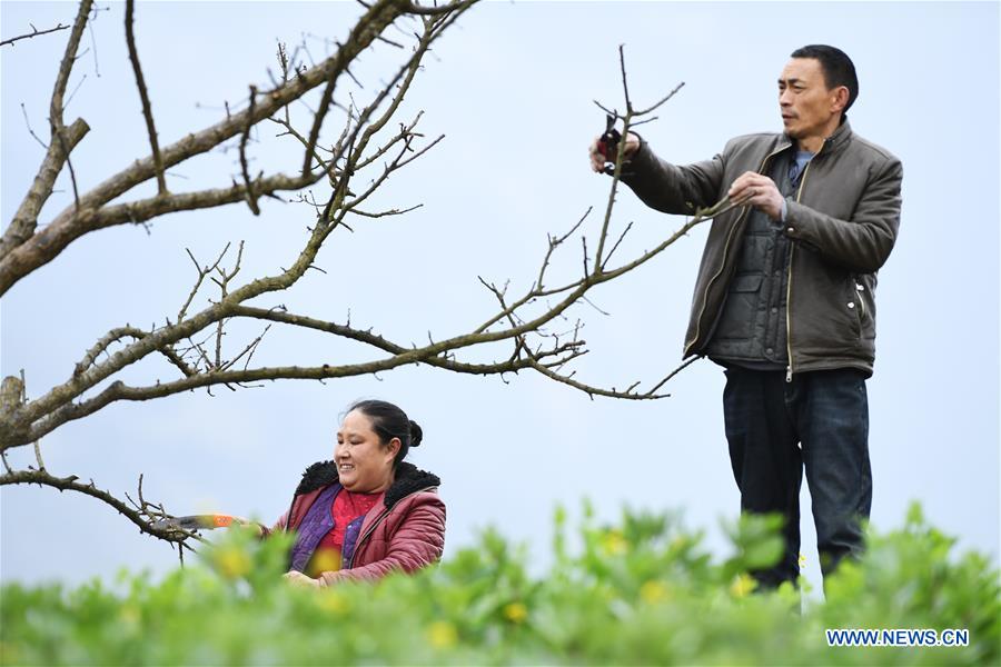 CHINA-CHONGQING-PLUM TREE (CN)