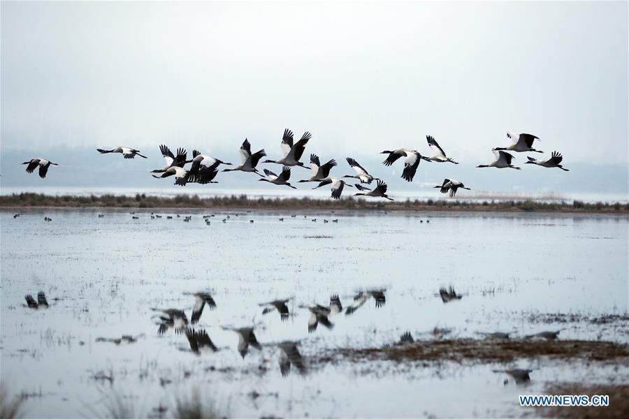 #CHINA-GUIZHOU-WEINING-BLACK-NECKED CRANES (CN)