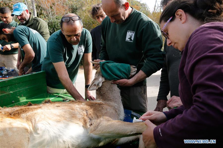 MIDEAST-JERUSALEM-PERSIAN FALLOW DEER-RELEASE