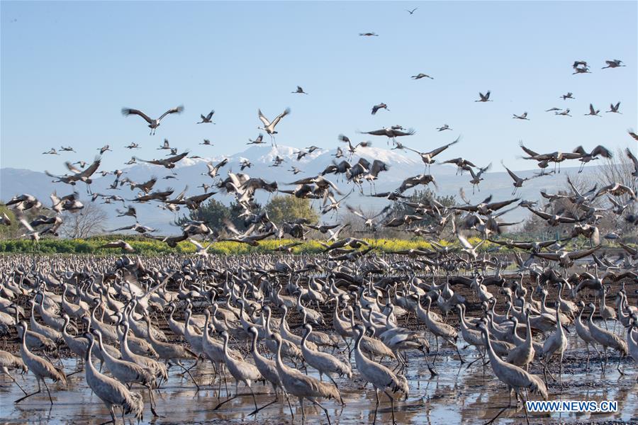 ISRAEL-HULA VALLEY-BIRD-MIGRATION