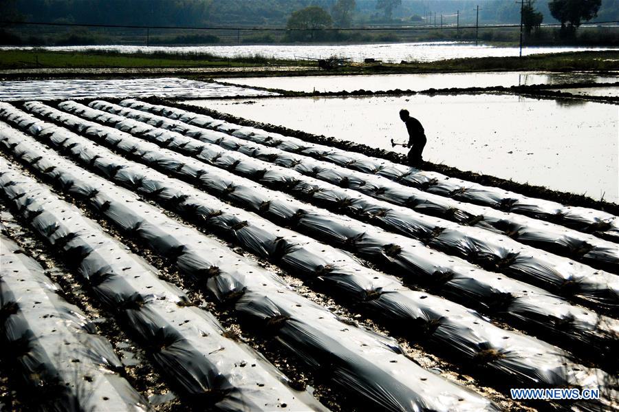 #CHINA-SPRING-FARM WORK (CN)