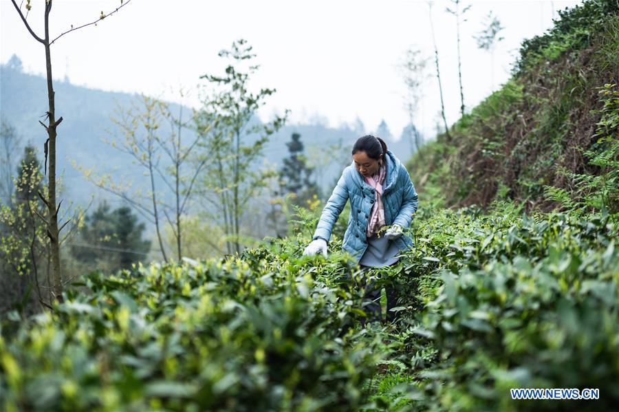 CHINA-GUIZHOU-TEA GARDEN (CN)