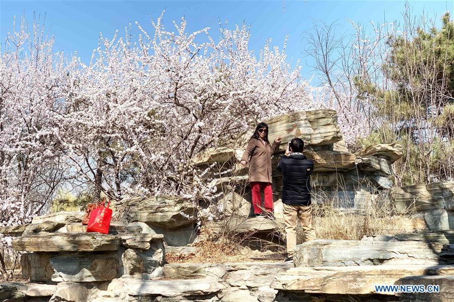 (BeijingCandid)CHINA-BEIJING-SPRING-PARKS