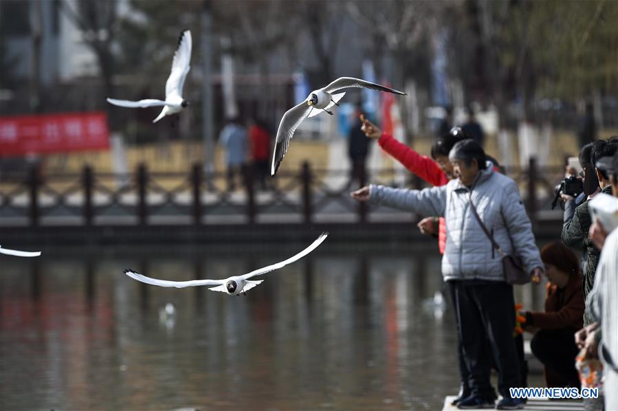 CHINA-NINGXIA-YINCHUAN-BLACK-HEADED GULLS (CN)