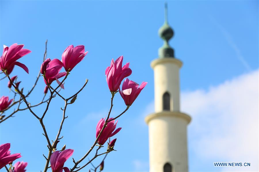 BELGIUM-BRUSSELS-SPRING-FLOWERS