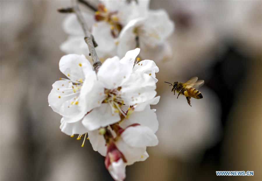 CHINA-XINJIANG-SPRING-APRICOT FLOWERS (CN)