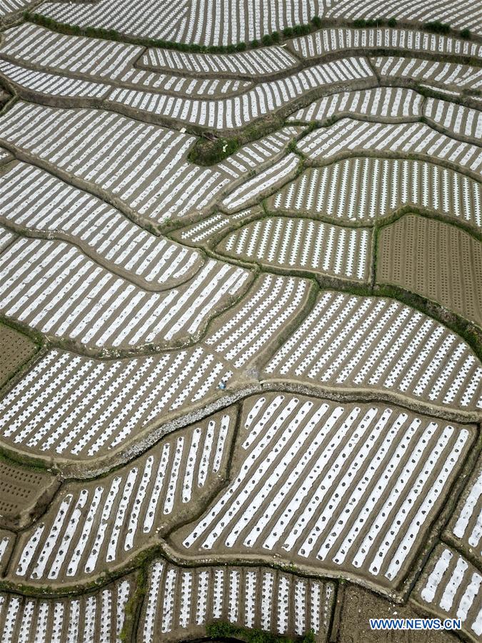 #CHINA-GUIZHOU-SPRING-VEGETABLE BASE(CN)