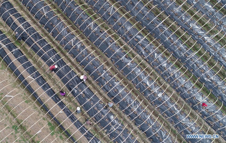 #CHINA-SPRING-FARM WORK (CN)