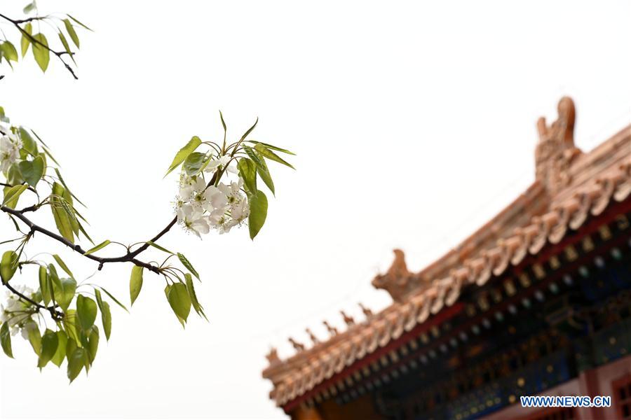 (InPalaceMuseum)CHINA-BEIJING-PALACE MUSEUM-FLOWERS (CN)