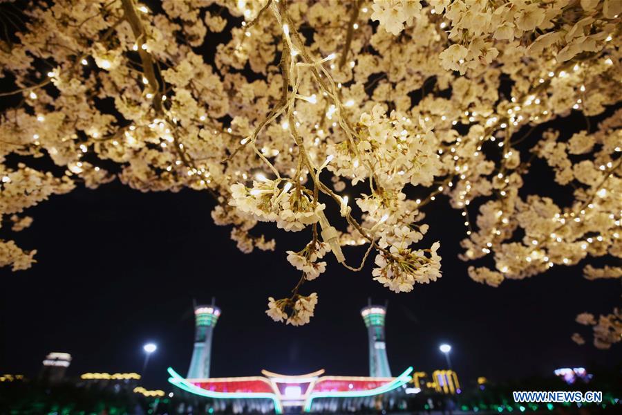 #CHINA-SHANDONG-WEIFANG-CHERRY BLOSSOMS (CN)