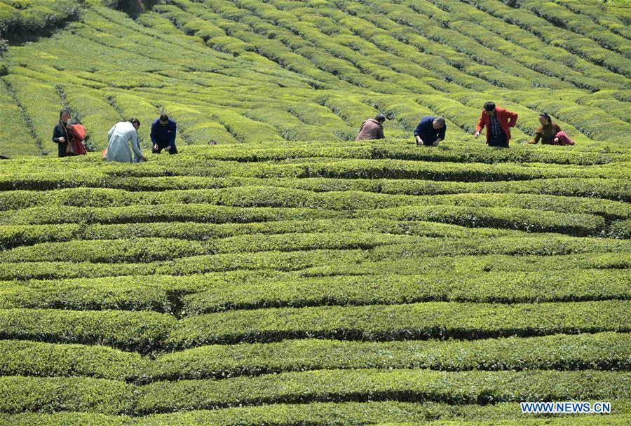 #CHINA-HUBEI-TEA FARM (CN)