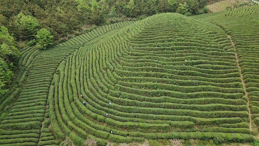 CHINA-GUIZHOU-QINGMING CUIYA TEA-MAKING (CN)