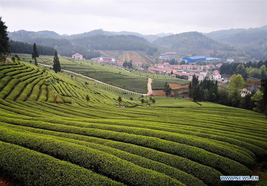 CHINA-GUIIZHOU-TEA-HARVEST (CN)