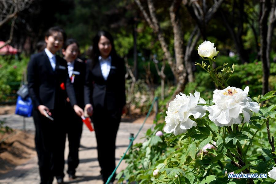 CHINA-HENAN-LUOYANG-PEONY-FESTIVAL-LAUNCH (CN)