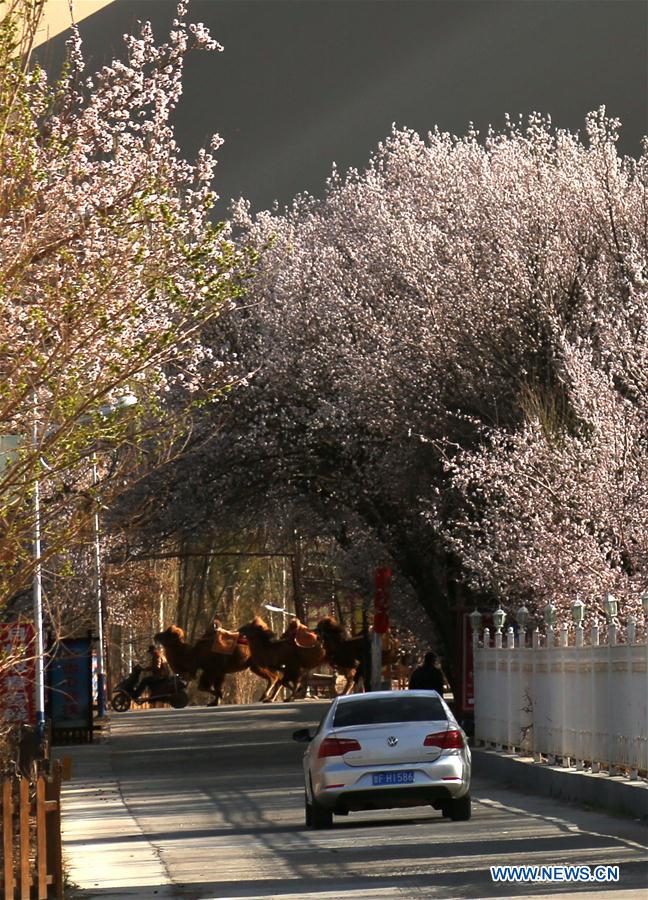 #CHINA-DUNHUANG-APRICOT FLOWERS (CN)