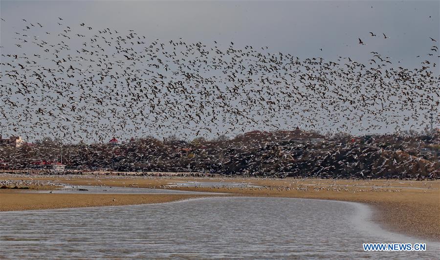 CHINA-QINHUANGDAO-MIGRATORY BIRDS (CN)