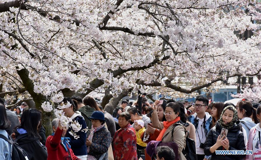 #CHINA-QINGDAO-CHERRY BLOSSOMS (CN)