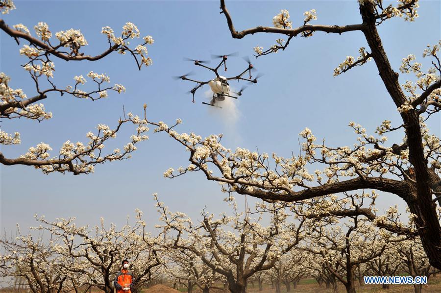 CHINA-HEBEI-CANGZHOU-AGRICULTURE (CN)