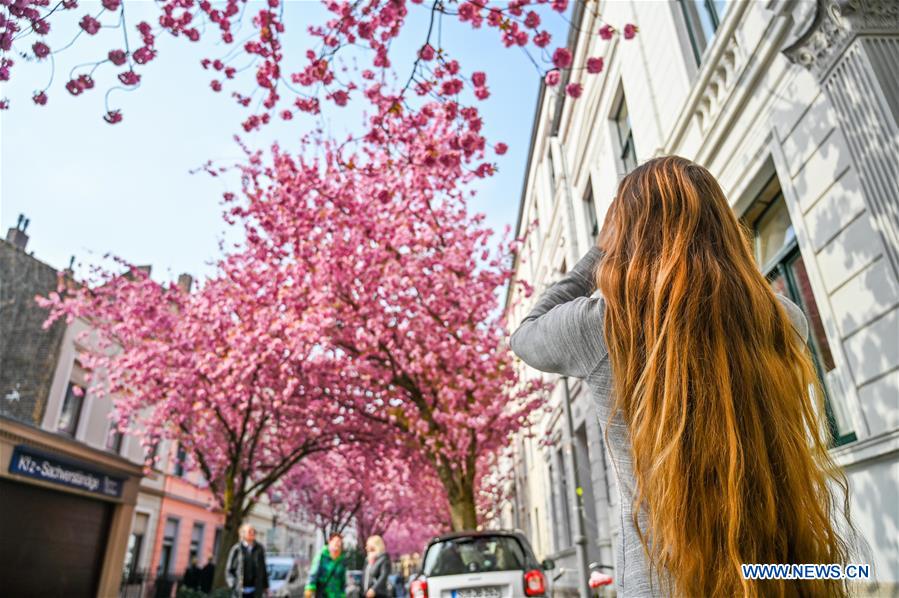 GERMANY-BONN-CHERRY BLOSSOM