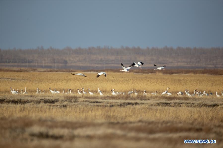 CHINA-JILIN-NATURE RESERVE-MIGRANT BIRDS (CN)