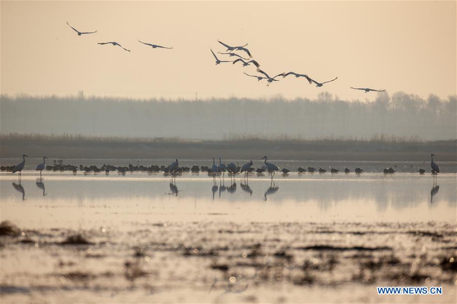 CHINA-JILIN-NATURE RESERVE-MIGRANT BIRDS (CN)