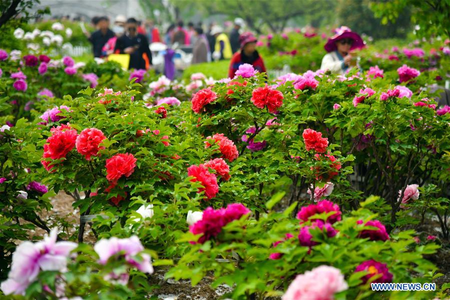 CHINA-SHANDONG-HEZE-PEONY-FLOWERS (CN)