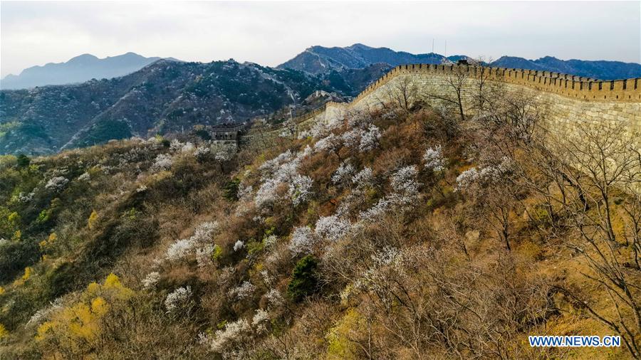 (BeijingCandid)CHINA-BEIJING-GREAT WALL-SPRING SCENERY (CN)