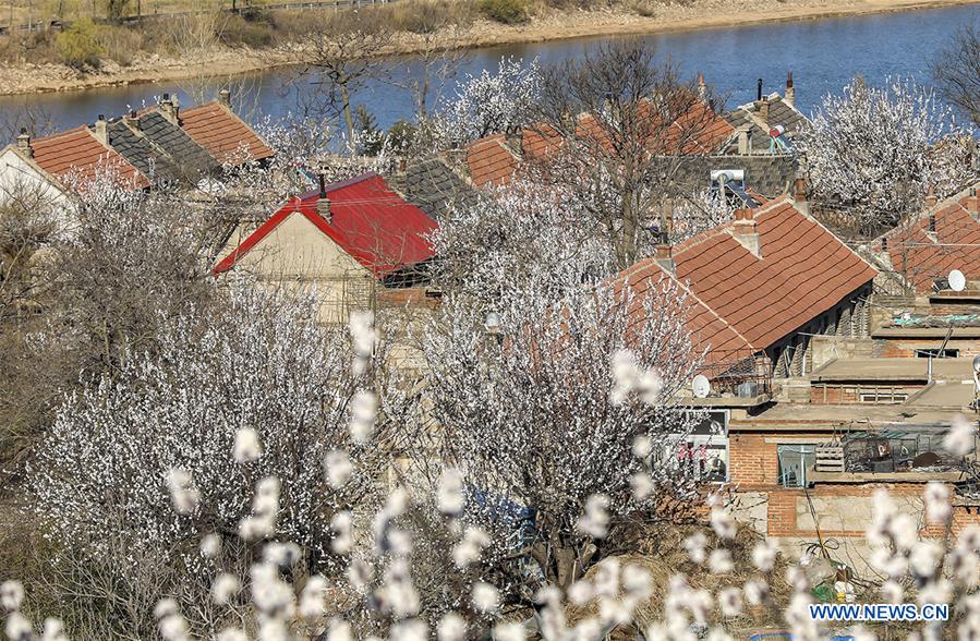 #CHINA-SHANDONG-SPRING-SCENERY (CN)