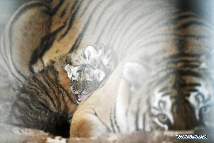 CHINA-HEILONGJIANG-HAILIN-TIGER CUBS (CN)