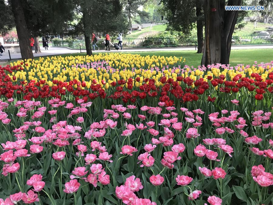 (BeijingCandid)CHINA-BEIJING-SPRING-FLOWERS (CN)