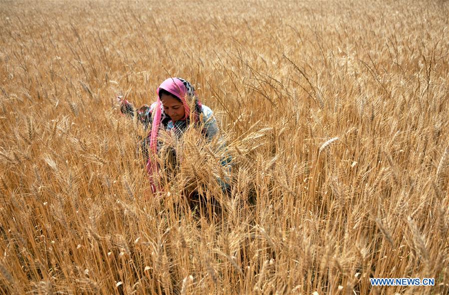 KASHMIR-JAMMU-WHEAT HARVEST