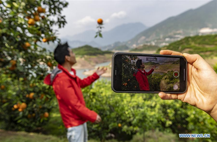 #CHINA-HUBEI-YICHANG-FRUIT-PLANTING (CN)