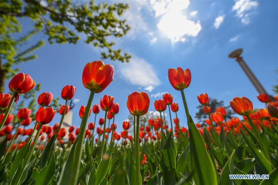 CHINA-CHANGCHUN-BEGINNING OF SUMMER-FLOWER (CN)